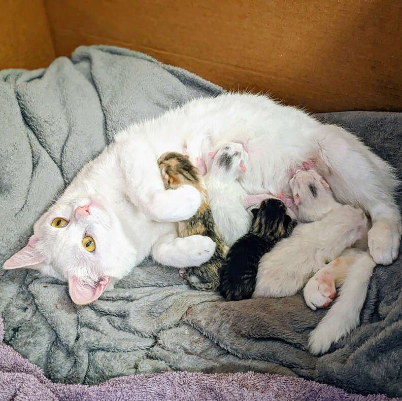 Stray cat gives birth