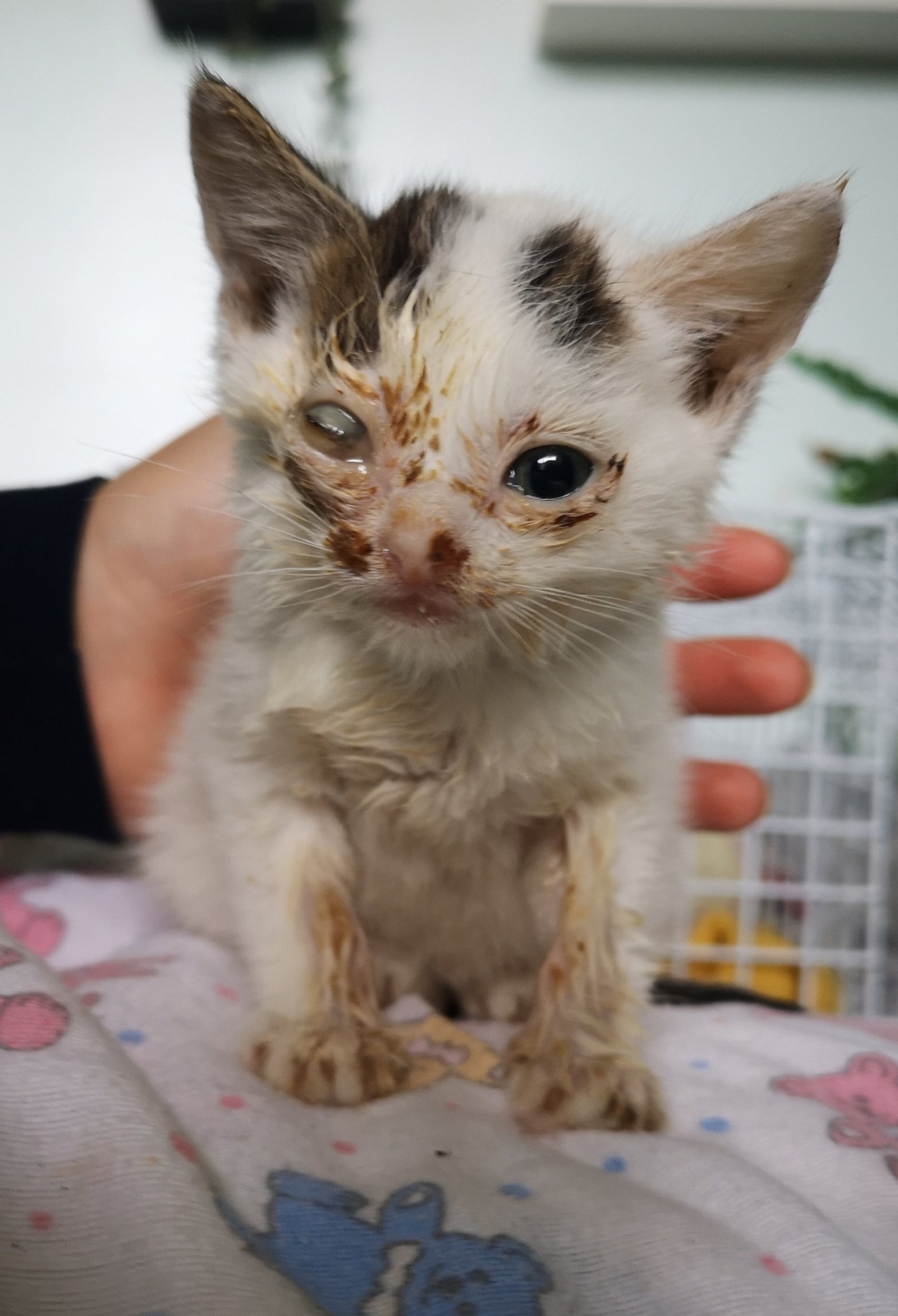 a Kitten found in a scrapyard who's found a new home in time for Christmas