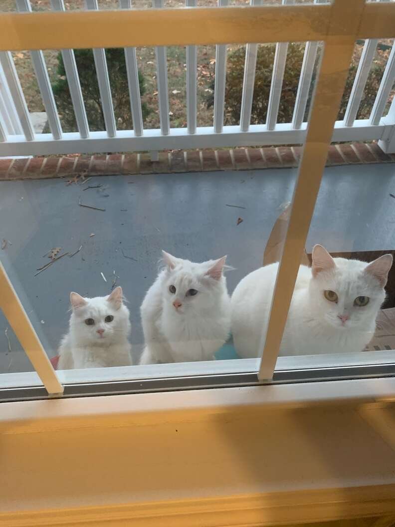 Stray cat shows up at door with kittens asking to be rescued