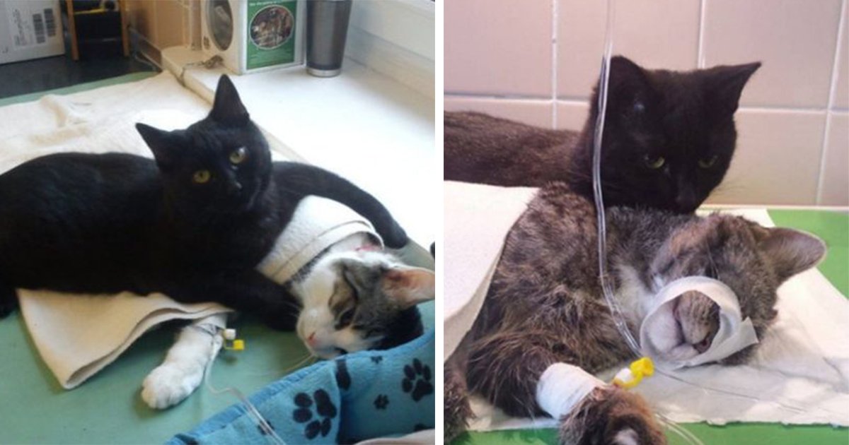 Rescue Cat Becomes Nurse At Shelter Caring For Sick Animals Factz